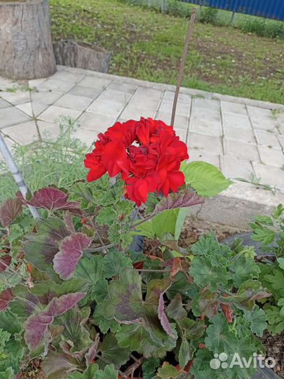 Пеларгония микс