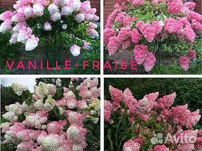 Гортензия метельчатая Ванила фрайз