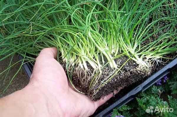 Топинамбур, шнитт лук