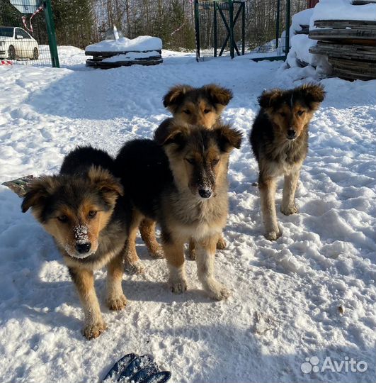 Щенки под гаражом