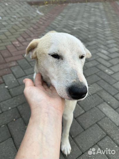 Собачка девочка стерильная