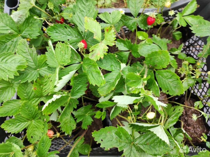 Земляника ремонтантная рассада, клубника
