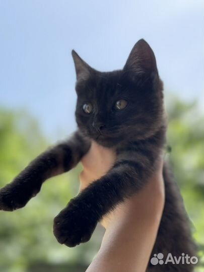 Котята бесплатно