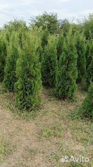 Туи колумна