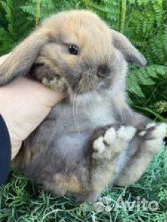 Домашний питомец кролик