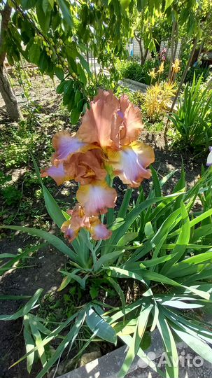 Цветы ирисы