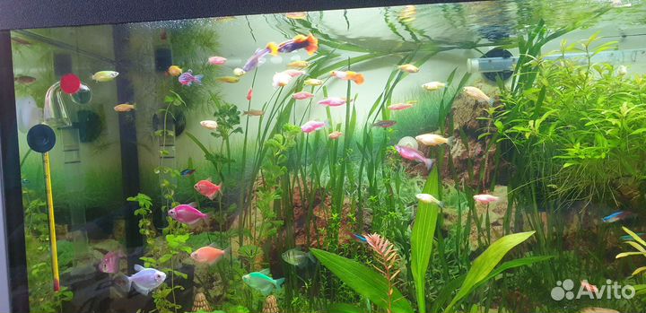 Гуппи Кои 35 р, простые 20 р