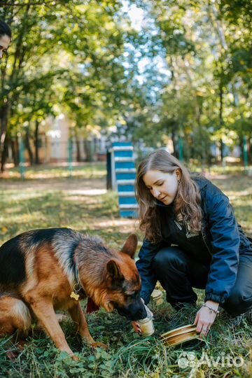 Передержка с дрессировкой, дрессировка собак