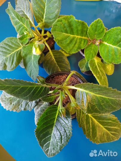 Сортовые глоксинии на бутонах