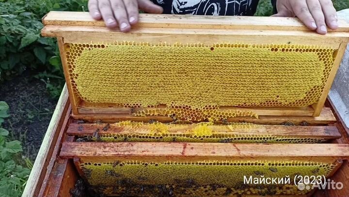 Липовый мед, мёд майский Доставка