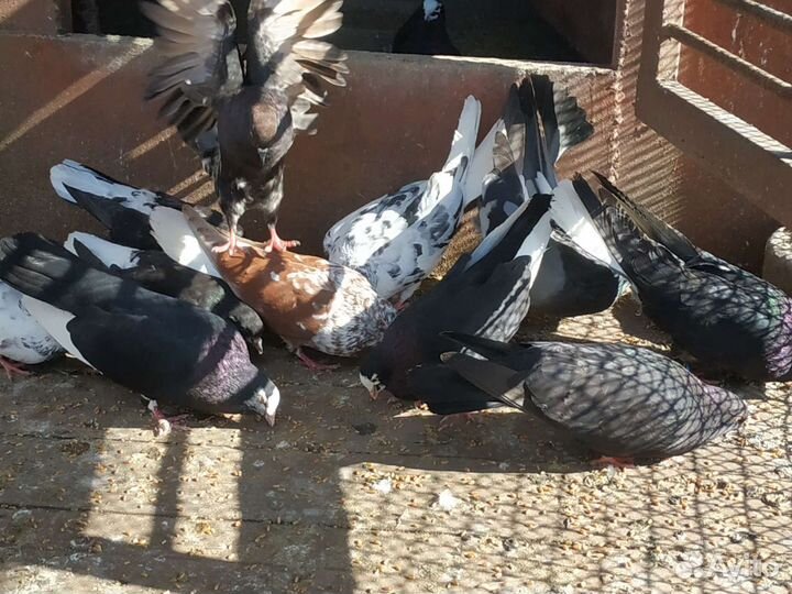 Голуби бабочки