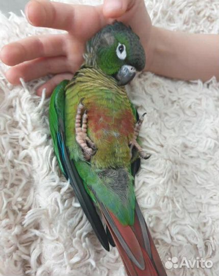 Ручные попугаи пиррура