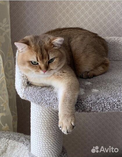 Шотландский кот на вязку