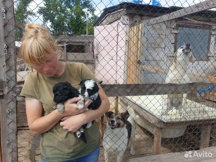 Маленькая собака и щенки в добрые руки бесплатно