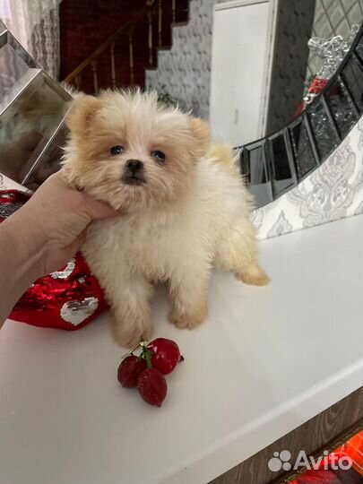 Тедди Помапу