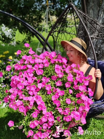 Черенки петунии премиальных сортов укорененные