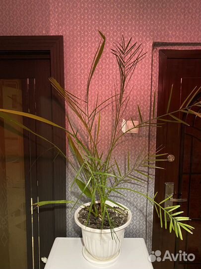 Финиковая пальма