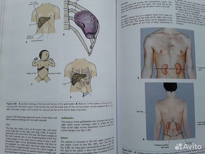 Snell's Clinical Anatomy Клиническая анатомия