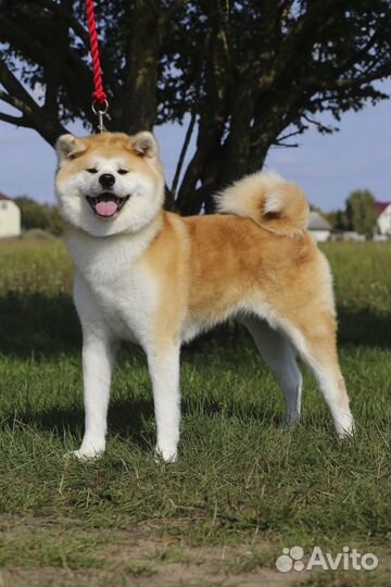 Очень красивые щенки Акита - ину
