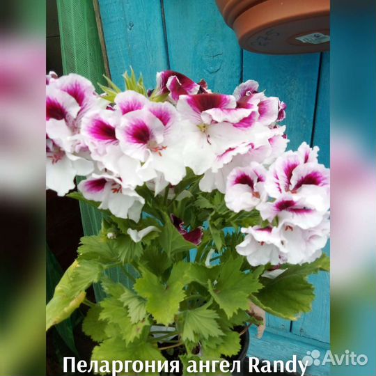 Пеларгония герань сортовая
