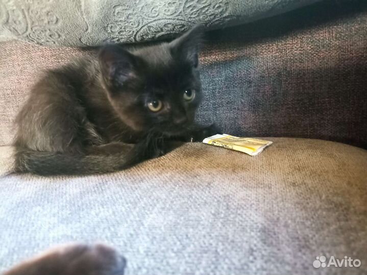 Отдам котенка