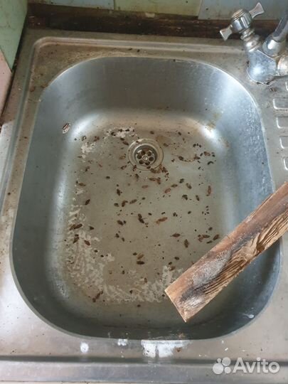 Уничтожение Тараканов, Клопов, Клещей, Ос, Кротов