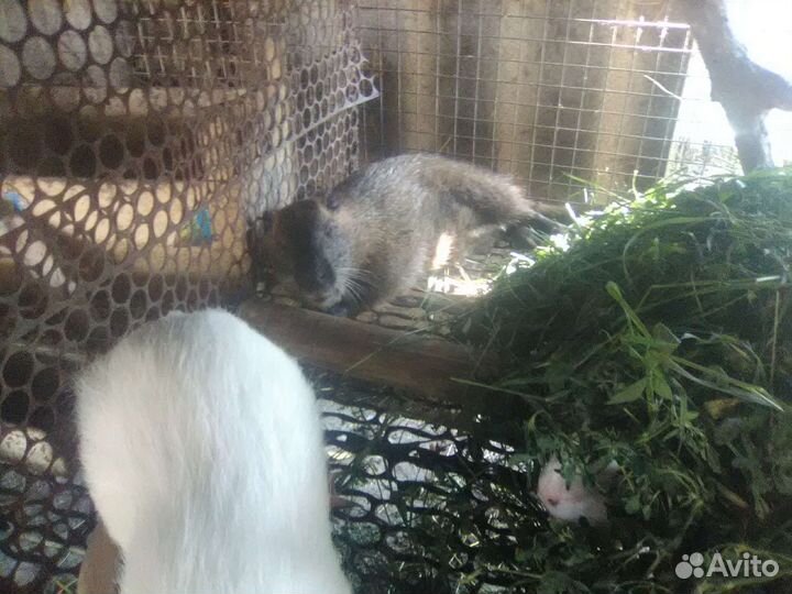 Нутрии маски три с половиной месяца