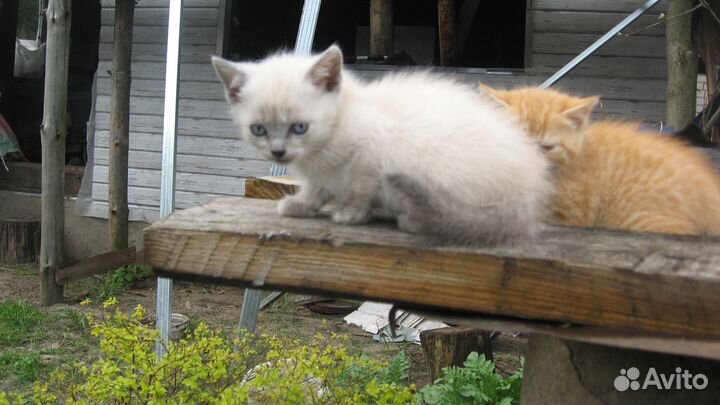 Котята мышеловы