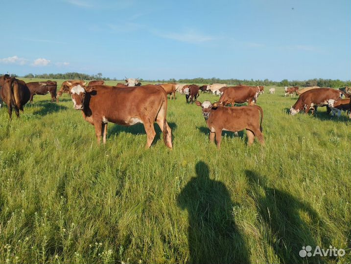 Лошадь с жеребенком,корова с теленком