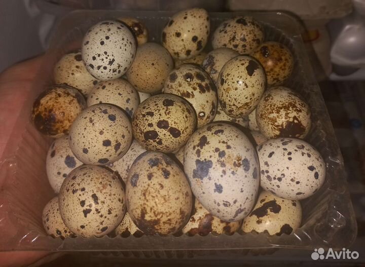 Вкусняшки перепелиные