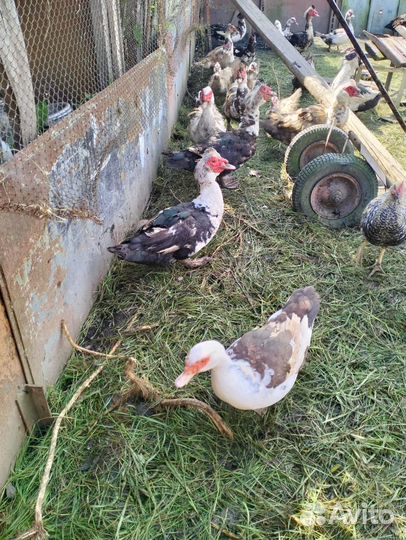 Индоутки продам