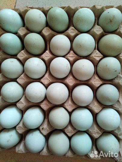 Цыплята суточные