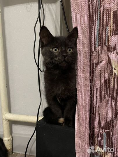 Котенок в добрые руки
