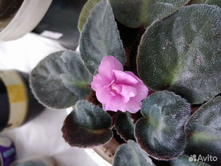 Фиалка сортовая