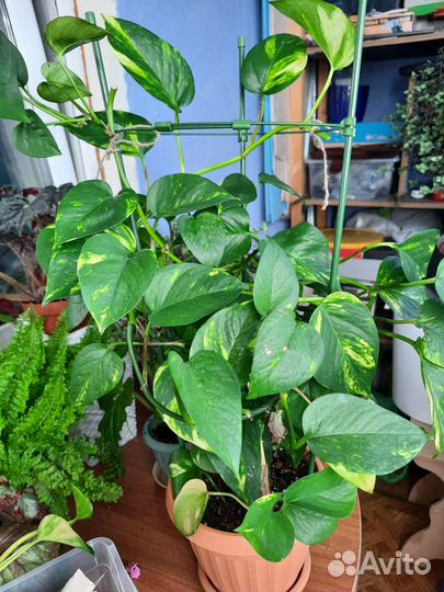 Филодендроны,сциндапсус, спатифиллум