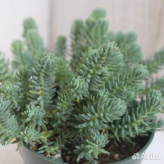 Очиток (sedum reflexum blue)