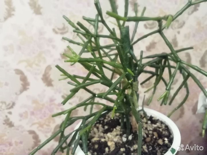 Растения для флорариума Хатиора комнатный цветок