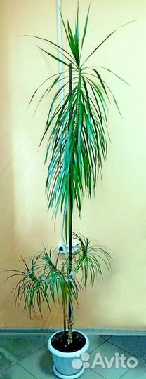 Пальма драцена окаймленая