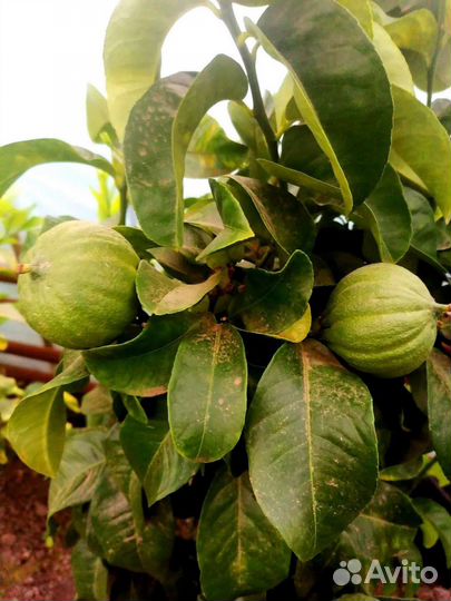 Большой выбор саженцев лимонов и лаймов