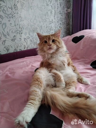 Котята мейн-кун