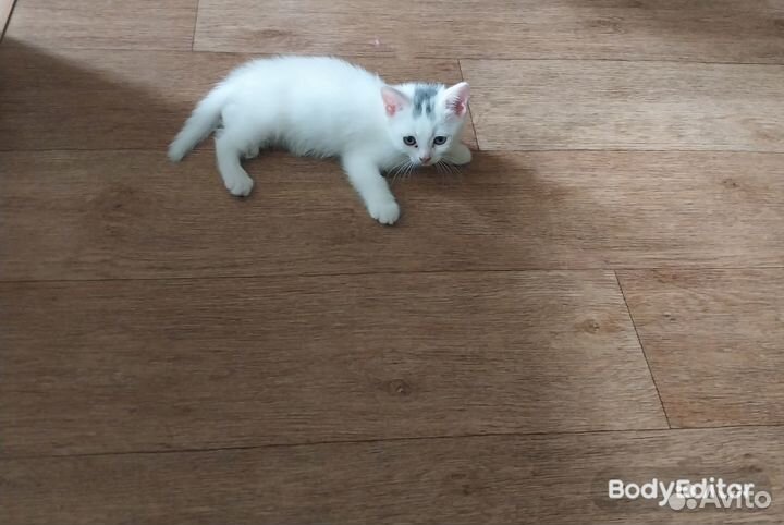 В добрые руки