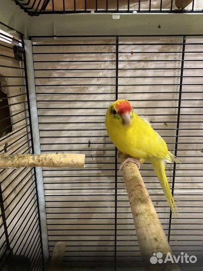 Попугай какарик