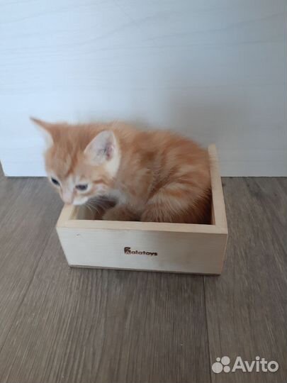 Рыжий котенок