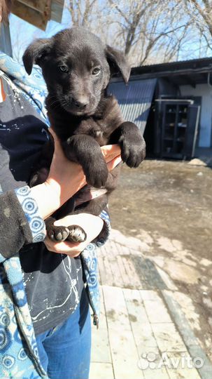 Собаки в дар