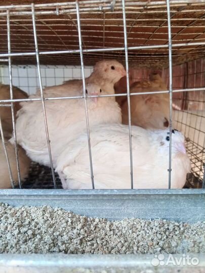 Перепела инкубационное столовое яйцо, перепелята