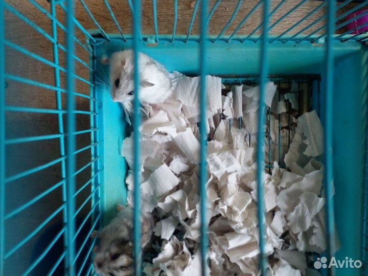 Джунгарские хомячата