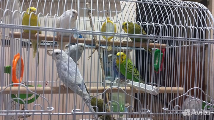 Волнистики попугайчики.Попугай