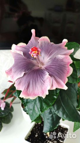 Сортовые гибискусы, 3 сорта, срез черенки