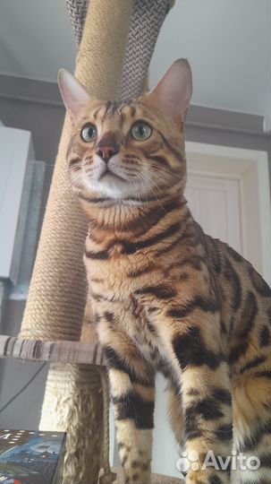Бенгальский кот вязка