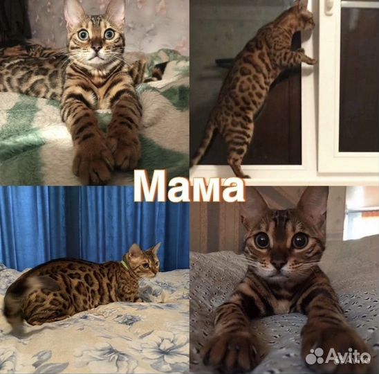 Бенгальский котенок мальчик